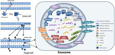 Natural products exert anti-tumor effects by regulating exosomal ncRNA